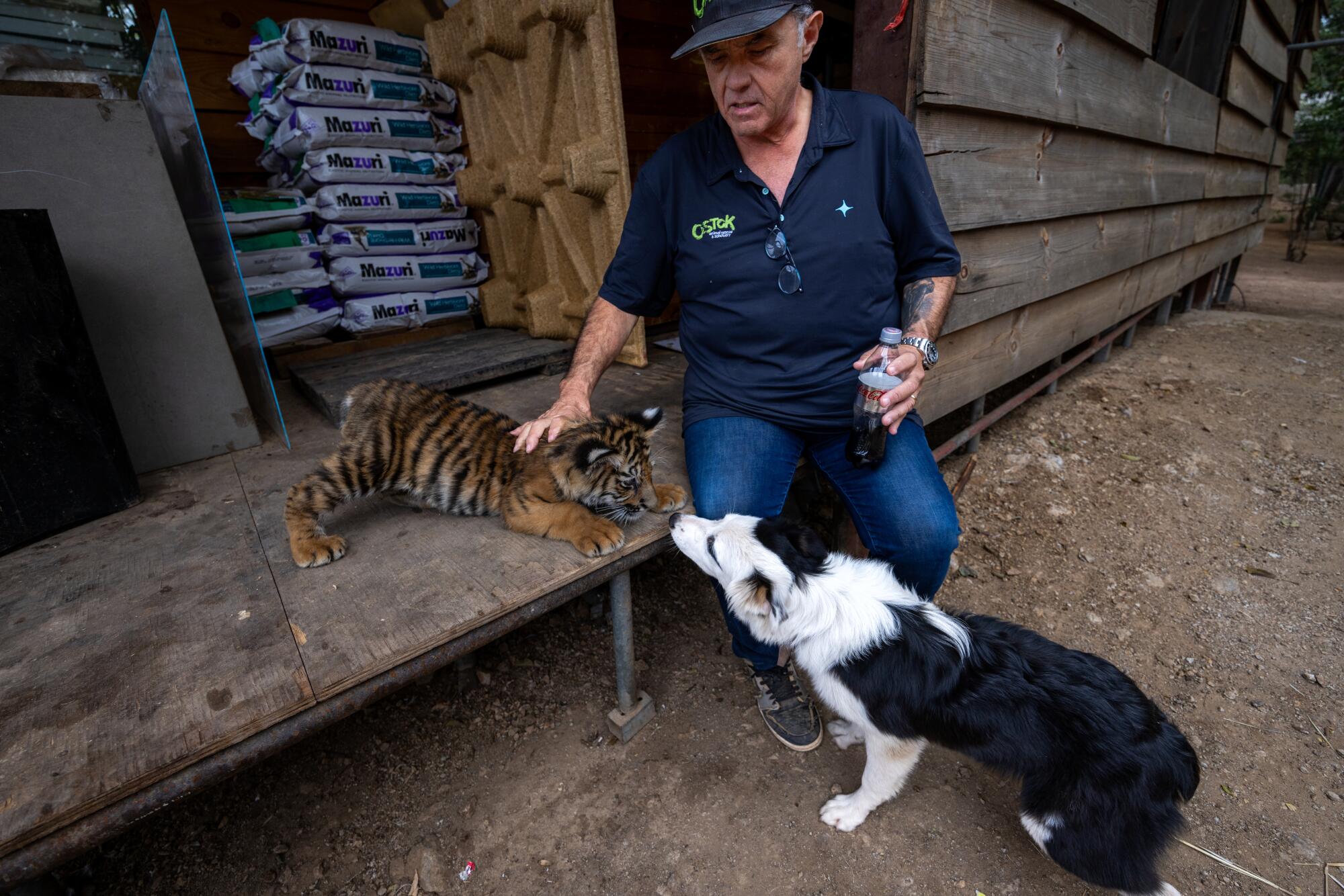一名男子抚摸一只老虎幼崽，一只狗则在幼崽附近嗅来嗅去。 