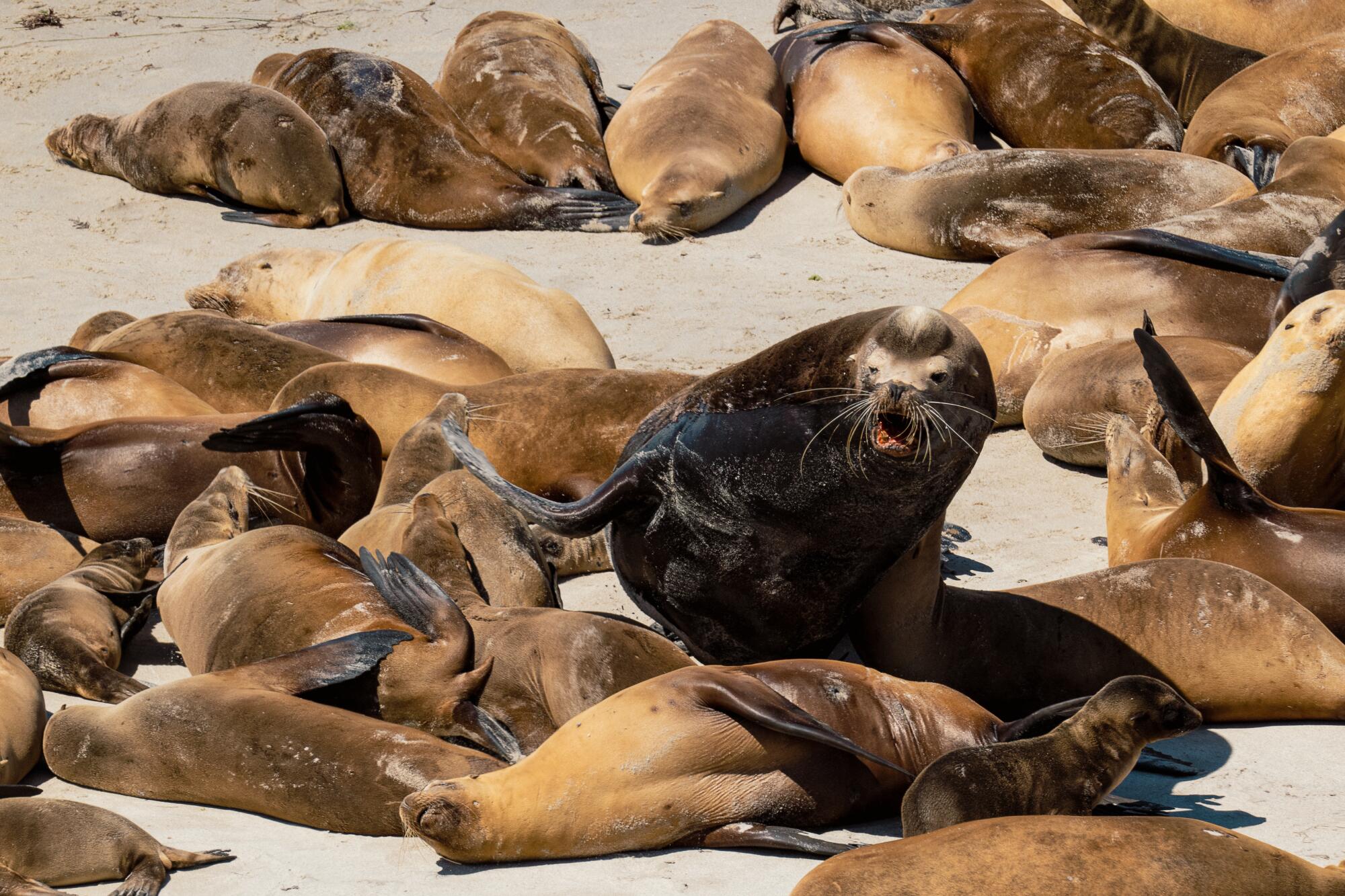 A bull California sea lion patrols his harem. 