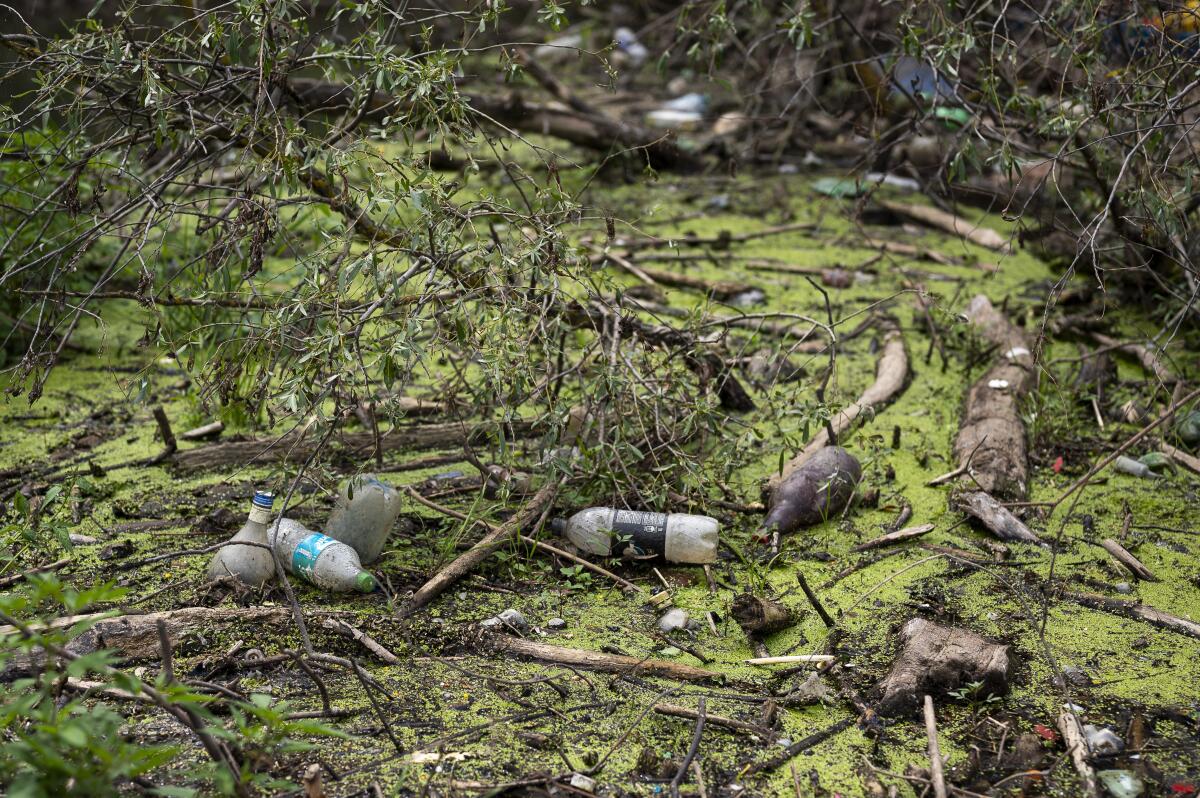 Botellas de plástico fangosas fluyeron río abajo y quedaron atrapadas contra árboles caídos 