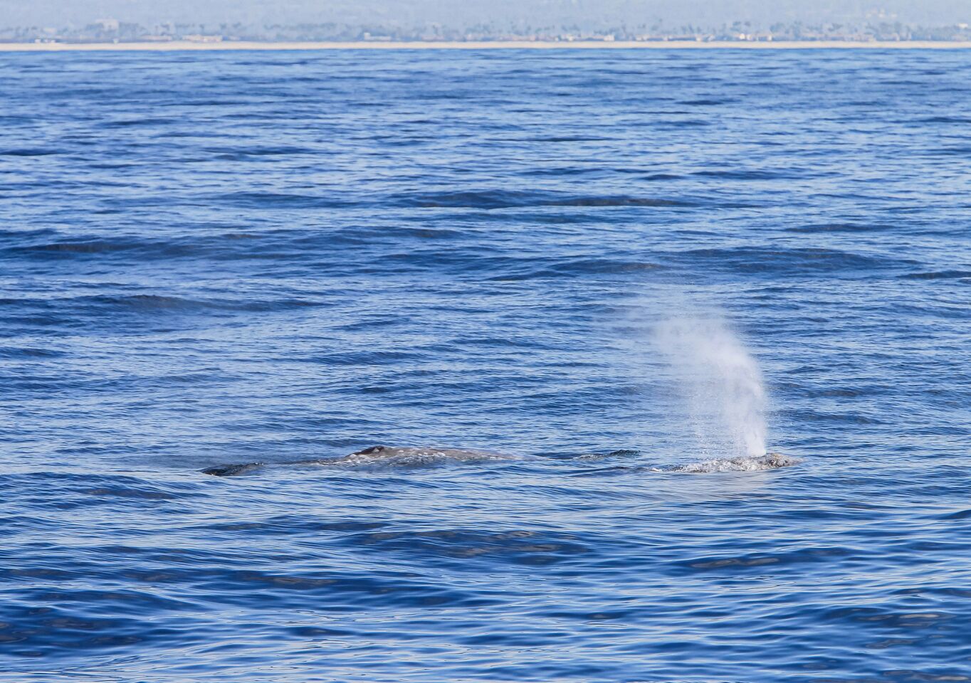 Two Eastern Pacific gray whales.
