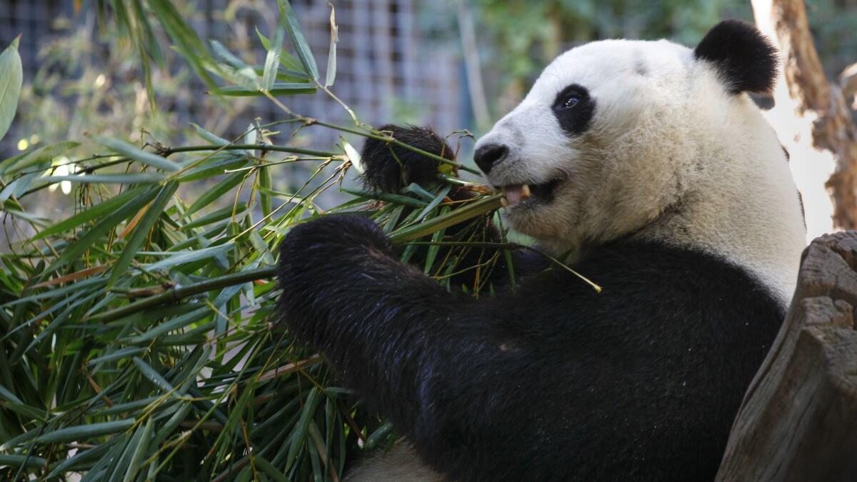 Xiao Liwu, a 6-year-old male panda, munches on bamboo Thursday at the San Diego Zoo, where he was born. The lives of pandas revolve around bamboo, which is nearly the only food they eat.