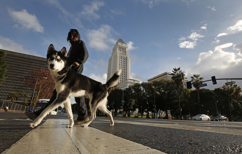 A man walks a husky in downtown L.A.