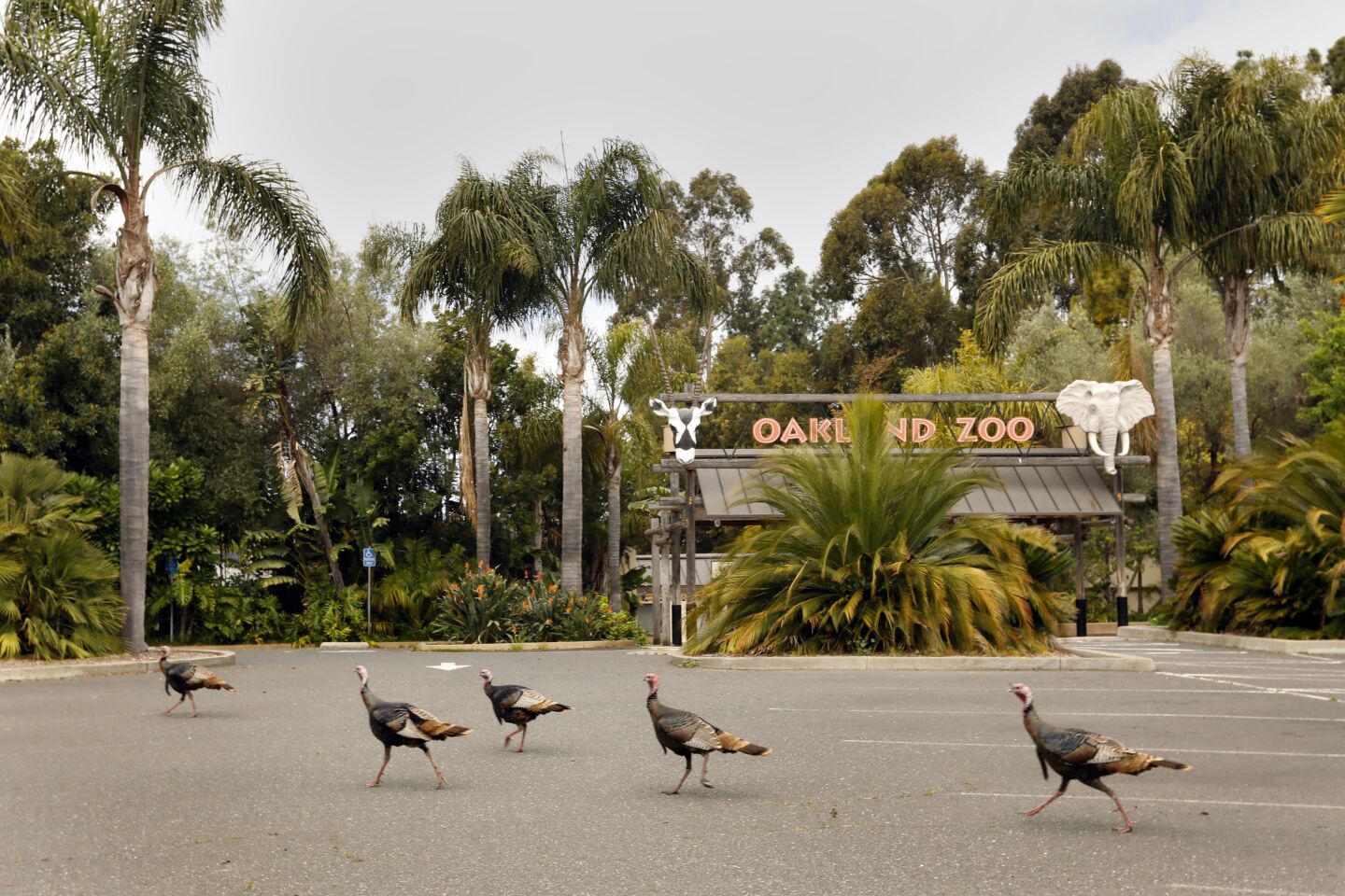 Wild turkeys wander through the parking lot of the Oakland Zoo on April 20, 2020. The Oakland Zoo is closed due to the coronavirus, leaving the zoo without ticket sales. The costs of feeding