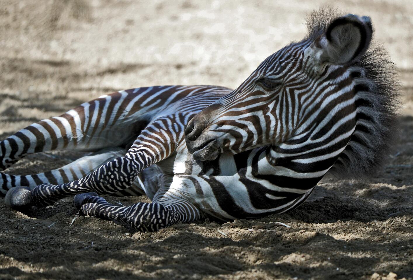 Grevy's Zebra with cut in leg - ZooChat