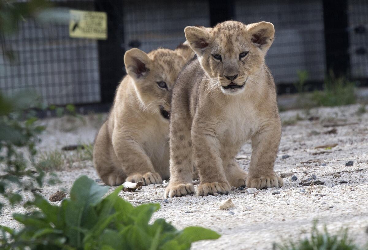 Dos de los tres cachorros de león caminan por primera vez en el exterior el viernes 26 de junio de 2015 en el zoológico Vincennes de París. Los tres cachorros nacieron el 22 de abril de 2015. (Foto AP/Michel Euler)