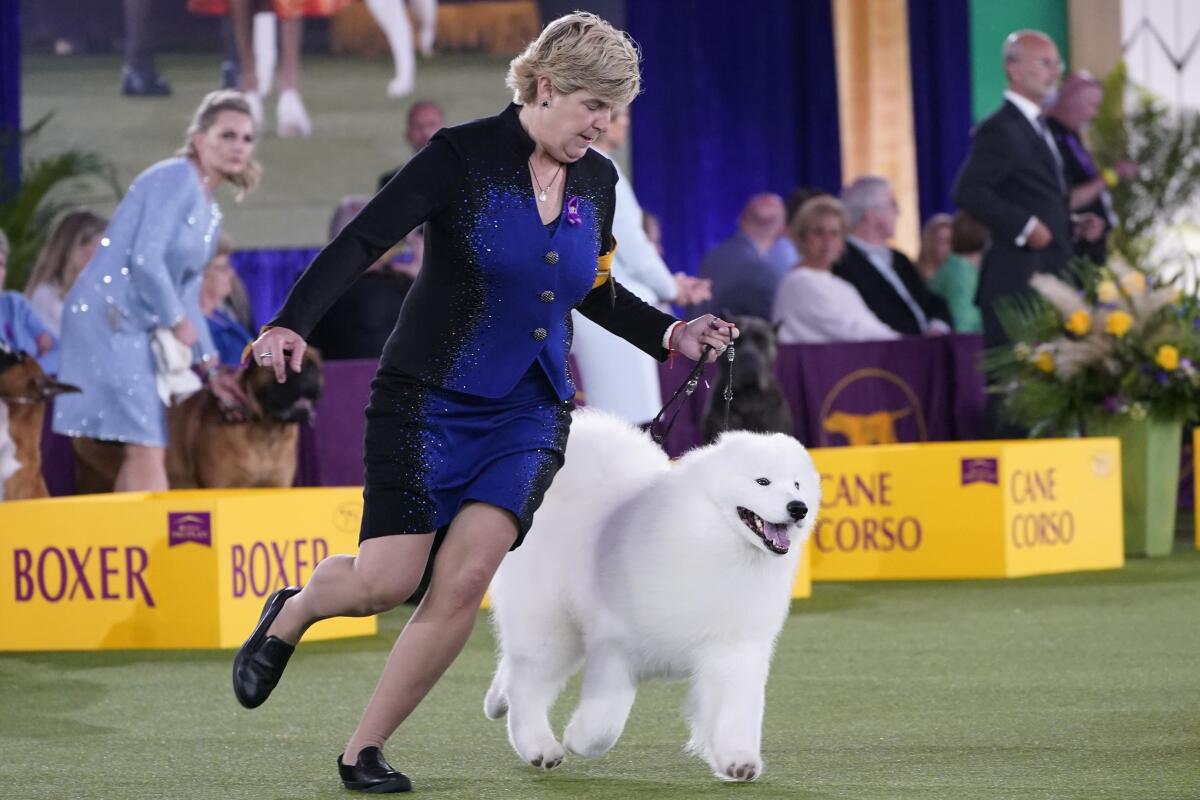 Dog handler jogging with a fluffy white Samoyed