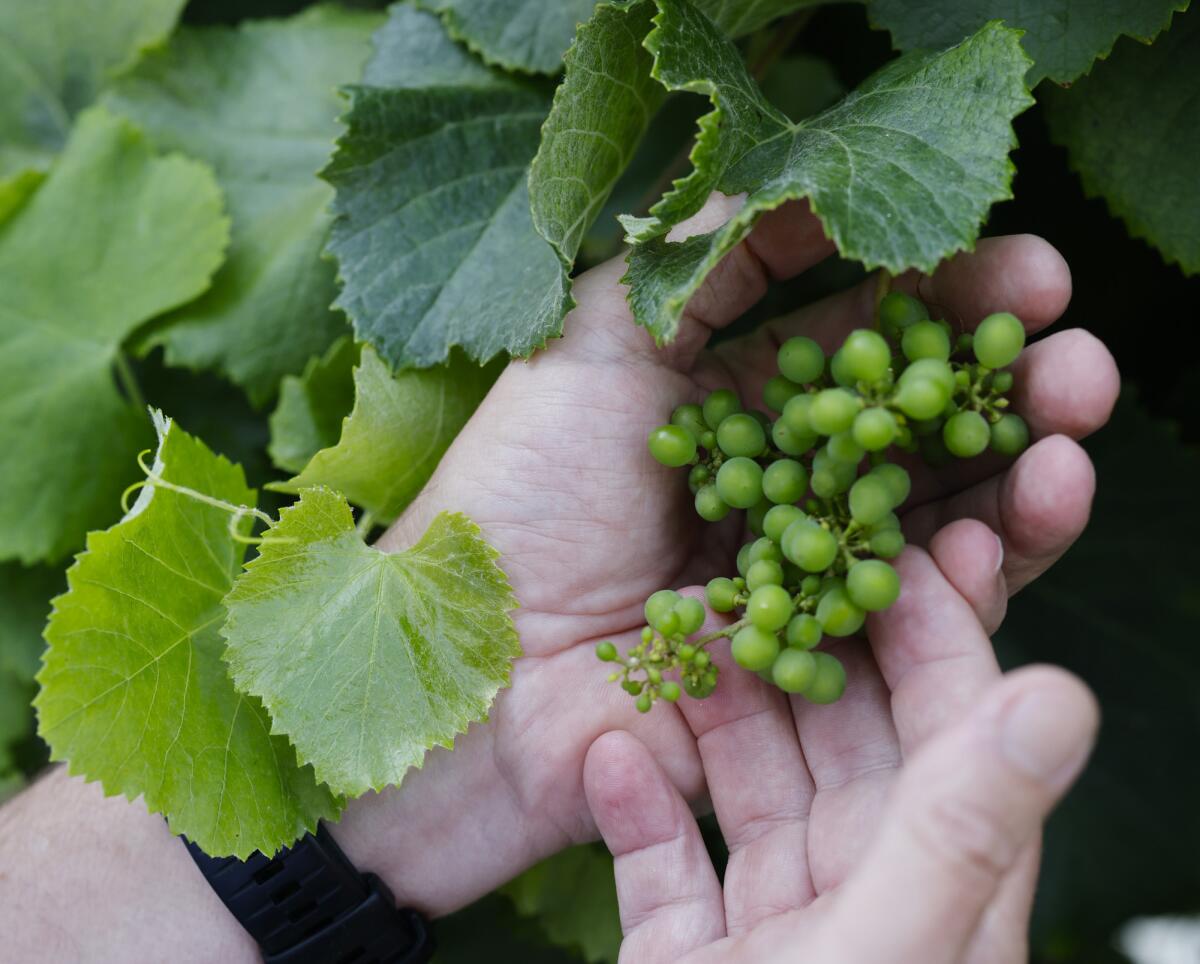 La mano de un hombre está escondiendo un montón de uvas en la vid.
