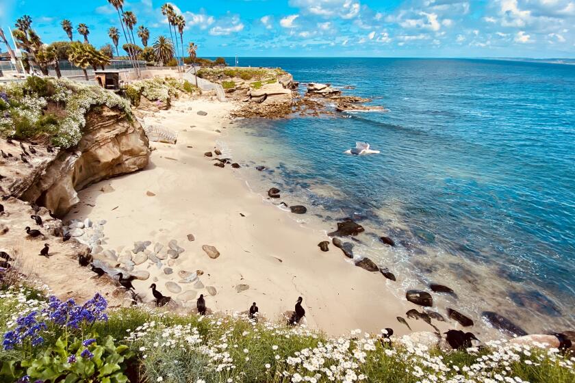 Ted Shafer captured a sunny day at La Jolla Cove during the coronavirus shutdown, with a ring of cormorants along the edge.