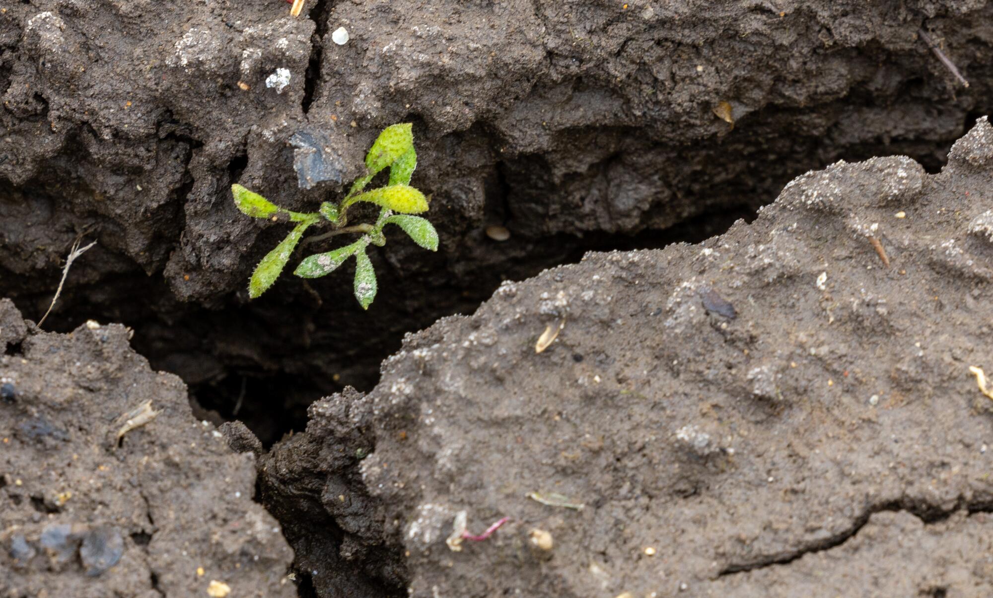 A closeup of several tiny green leaves emerging in a cluster next to deep cracks in rocky dirt