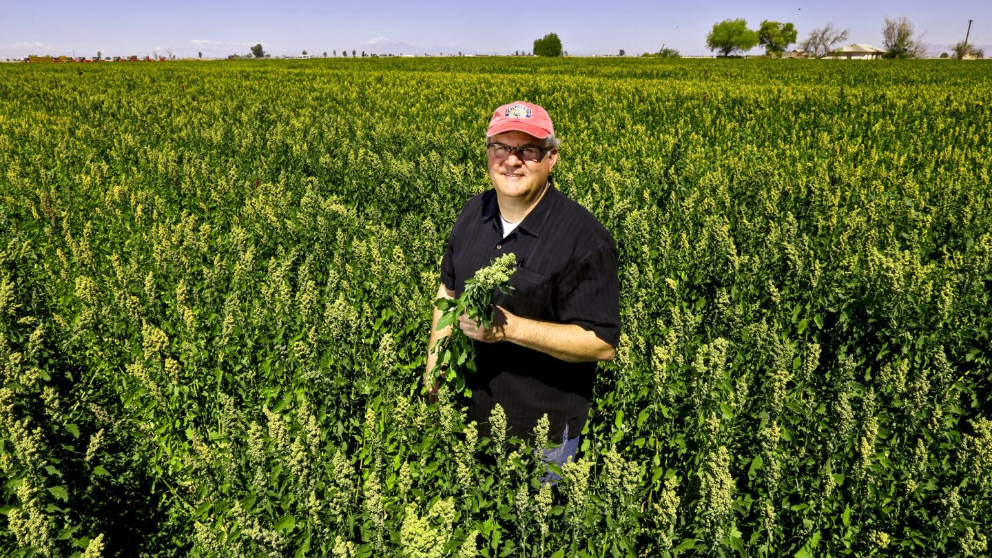 Farming quinoa in California
