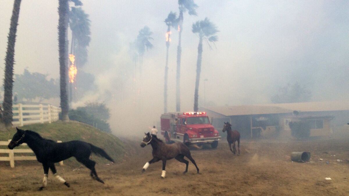 Terrified horses flee from flames during the Dec. 7, 2017, fire at San Luis.
