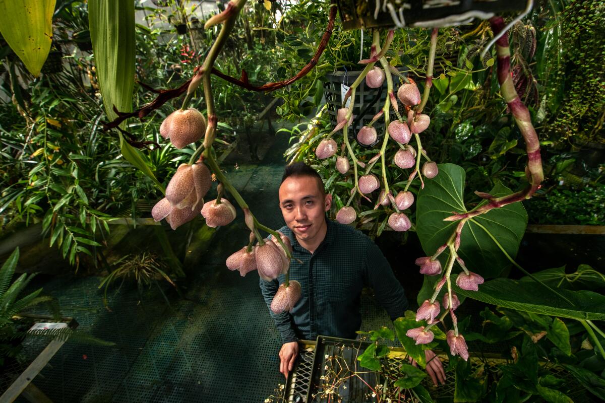 Brandon Tam stands under trailing stems of pinkish orchids inside a greenhouse.