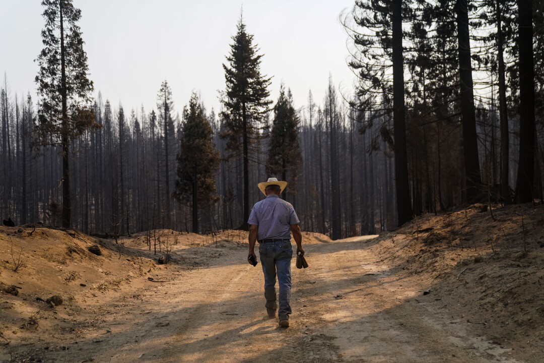  Dave Daley searches for cattle that were lost in the North Complex fire in the Tahoe National Forest.