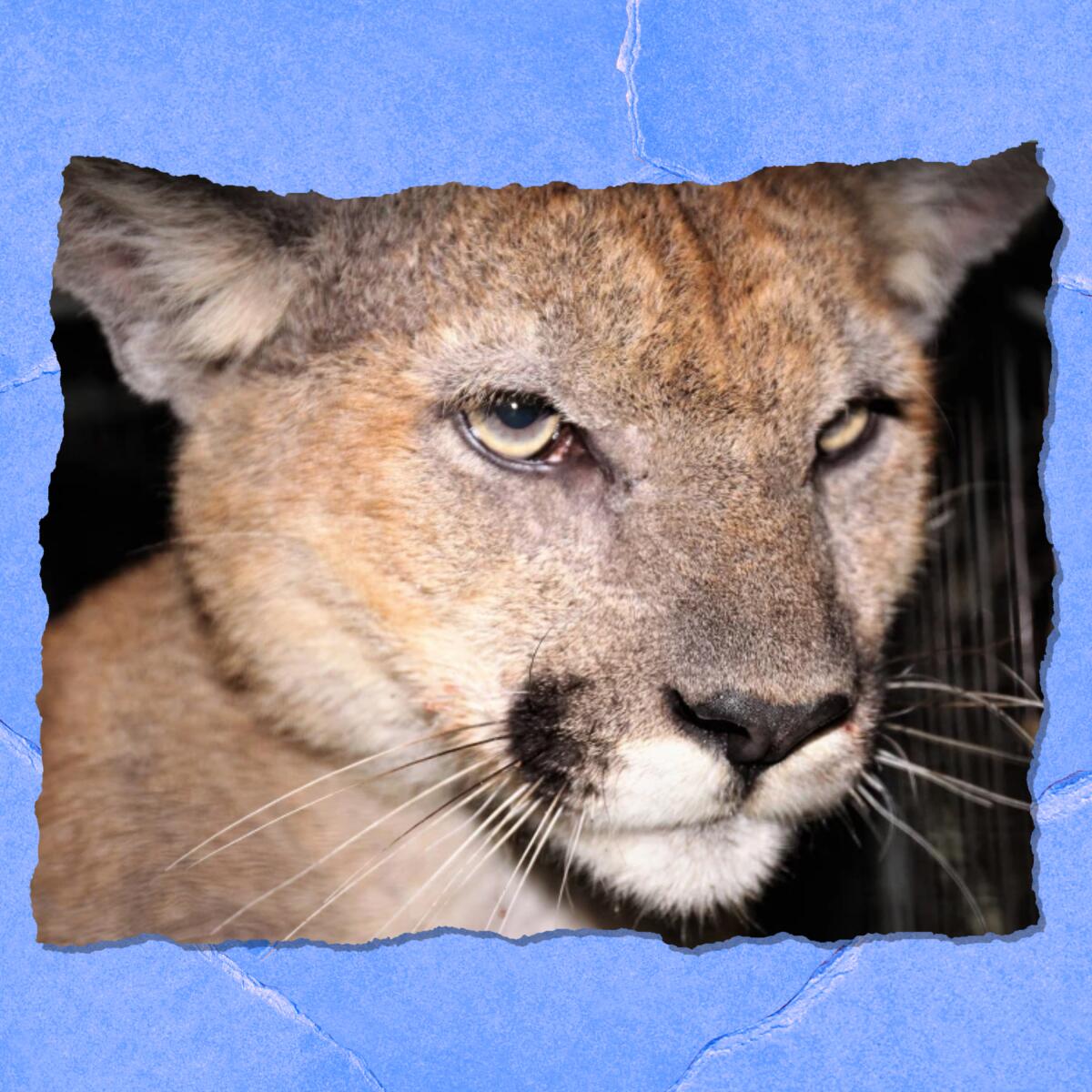 Closeup of a mountain lion's face.