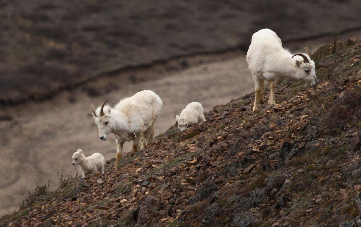 Sheep nibble on a hillside in Alaska's Denali National Park.