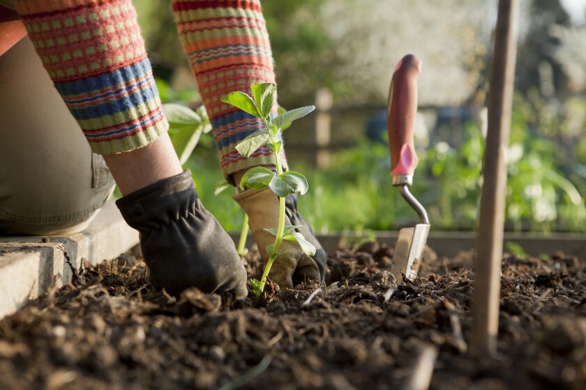 A gardener puts a plant in the soil of a raised bed. A spade is nearby.