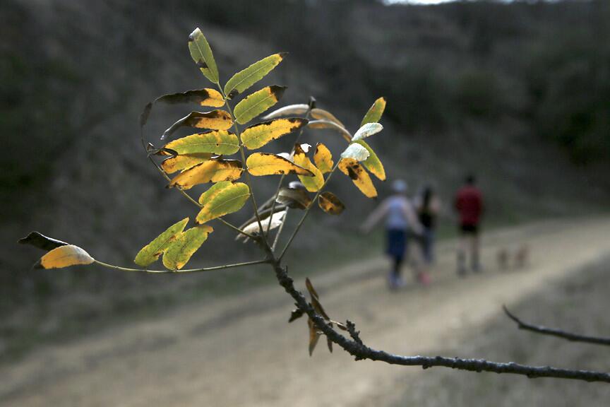 L.A. Walks: Footloose in Fryman Canyon