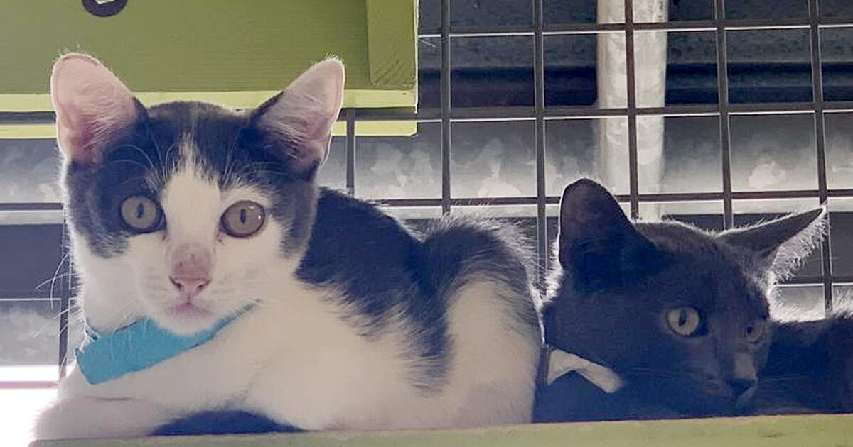 Cat Riverside 80 cats found in hoarder's home up for adoption in Riverside County ...