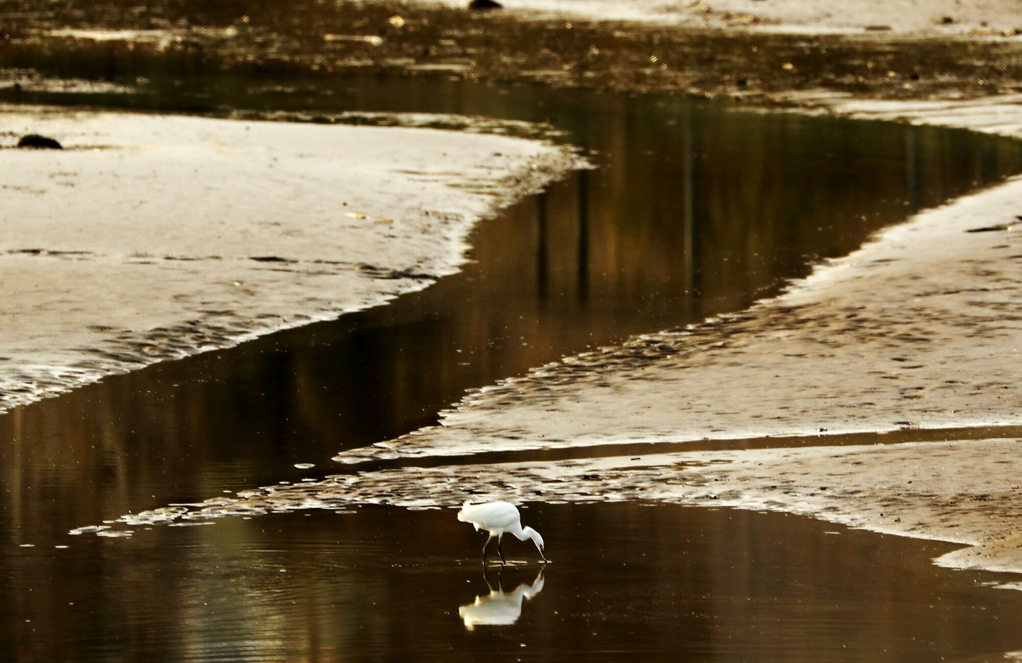 An egret