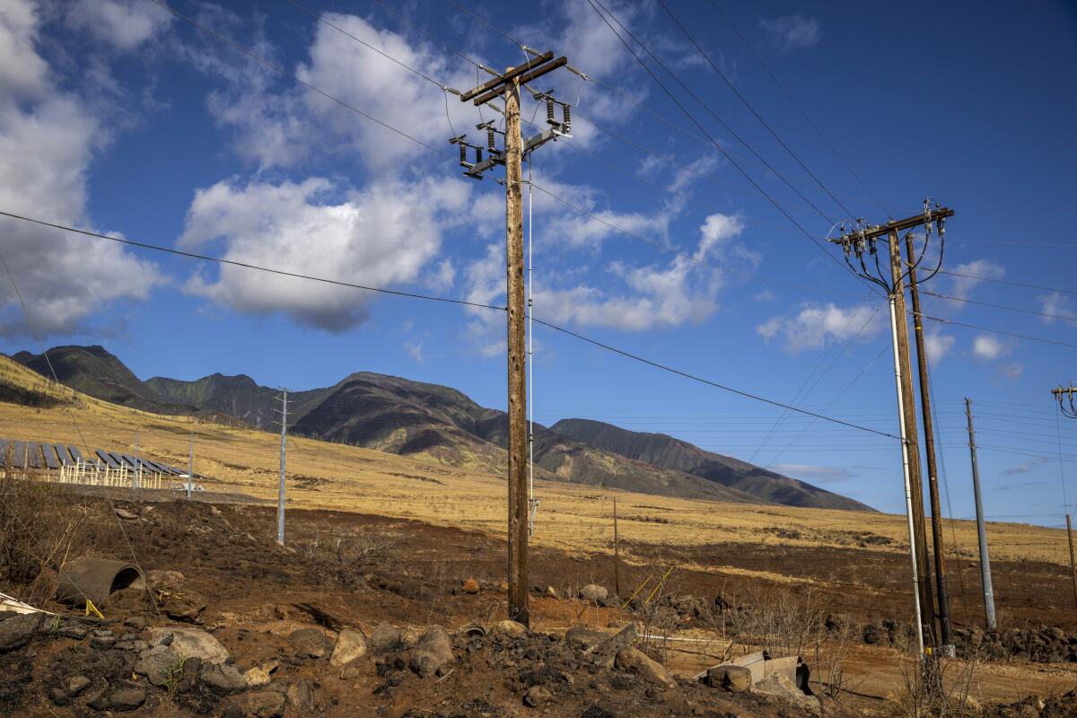 Utility poles stand in Lahaina on the island of Maui, Hawaii.