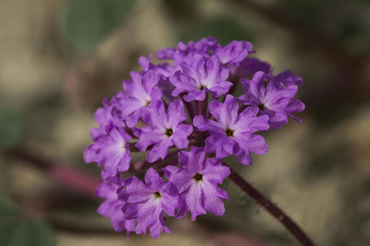 wildflower bloom