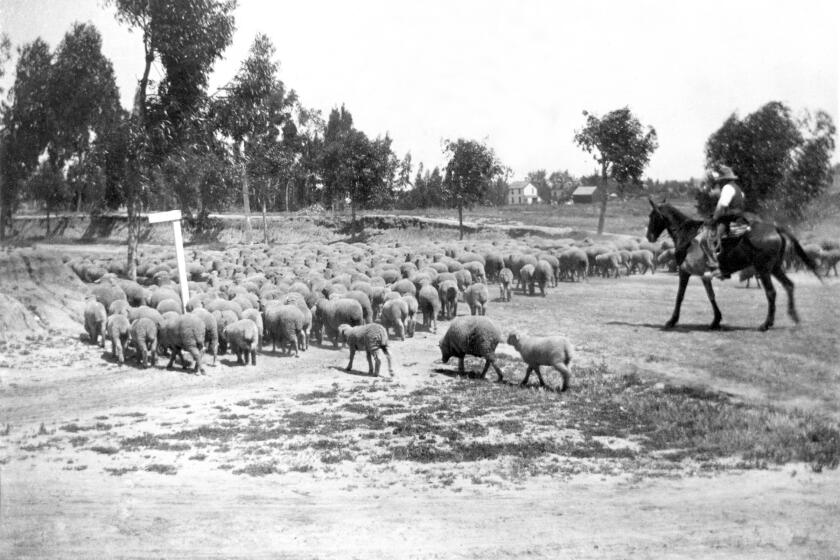 A sheep herder guides hi flock at 14th Street and National Avenue circa 1903. (ONE TIME USE)