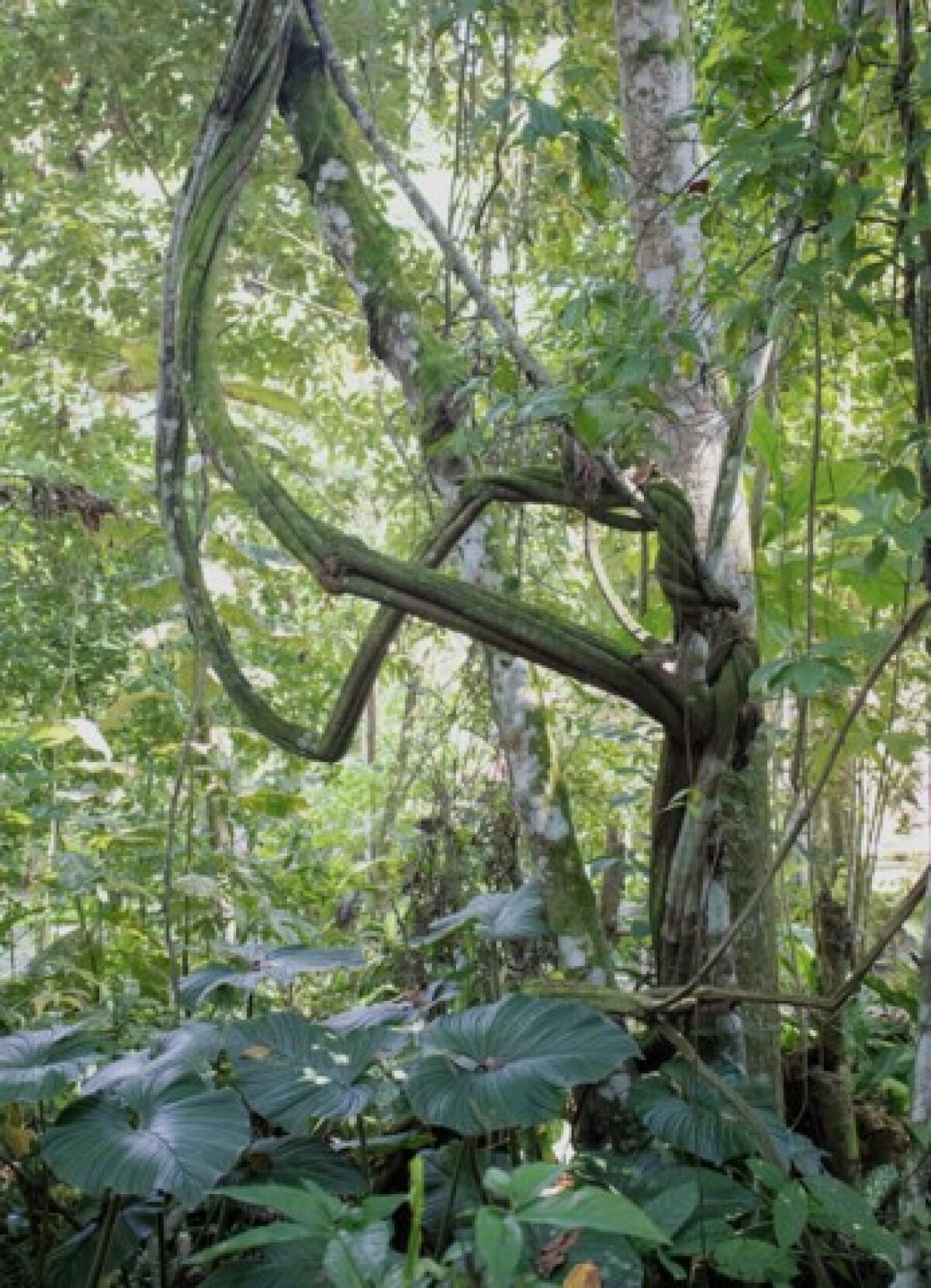 Planta de ayahuasca. Fotografía tomada en el Centro Takiwasi en el verano de 2022.
