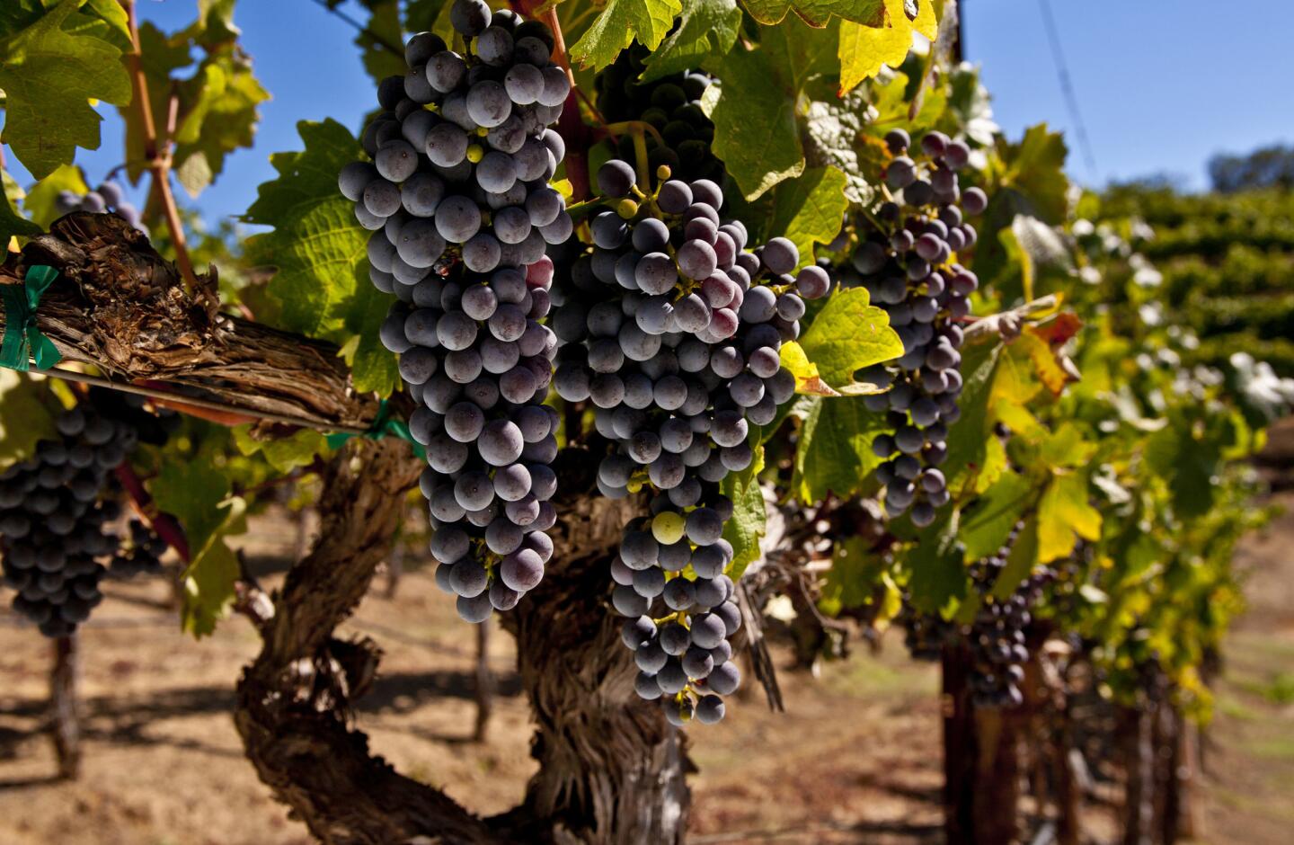 This tour allows wine lovers to take day trips from San Francisco to Sonoma and Napa Valley wineries. Admire some of California's iconic scenery, like the Golden Gate Bridge, and enjoy wine tastings, vineyard tours and shopping.