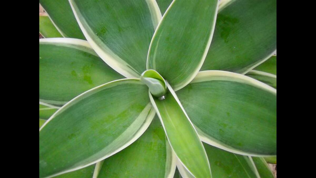 Variegated Fox Tail Agave