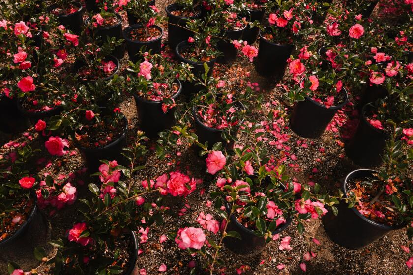 Altadena, CA - February 02: Camellias grow at Nuccio's Nurseries on Thursday, Feb. 2, 2023 in Altadena, CA. The Camellia nursery opened its doors in 1935 and as young men, brothers Tom and Jim took over the business but now both are in their 70s and family members are interested in continuing the business. They expect to close their doors in 2024. (Dania Maxwell / Los Angeles Times).