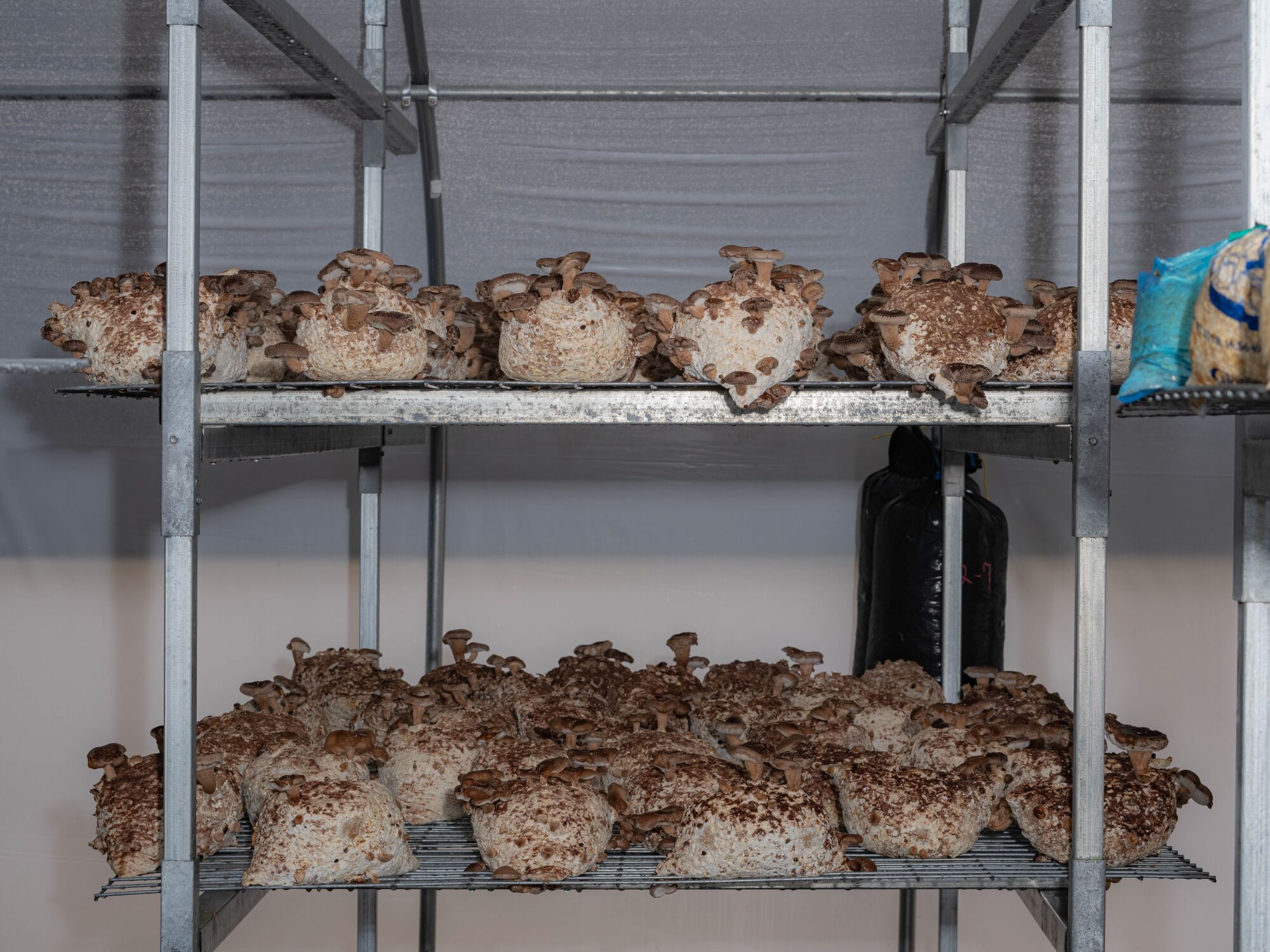 A metal cart showing two shelves full of mushrooms.