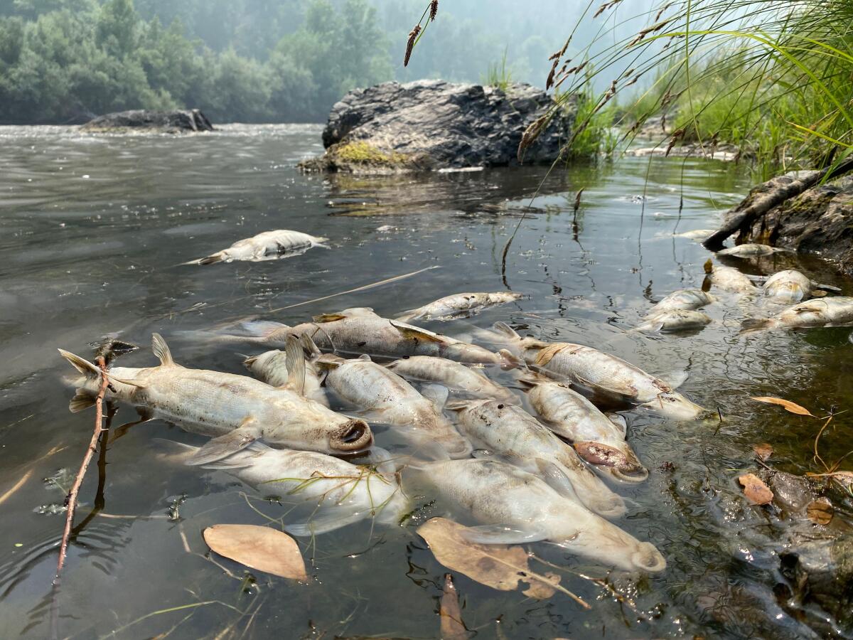 McKinney fire debris flow kills Klamath River fish - Los Angeles Times