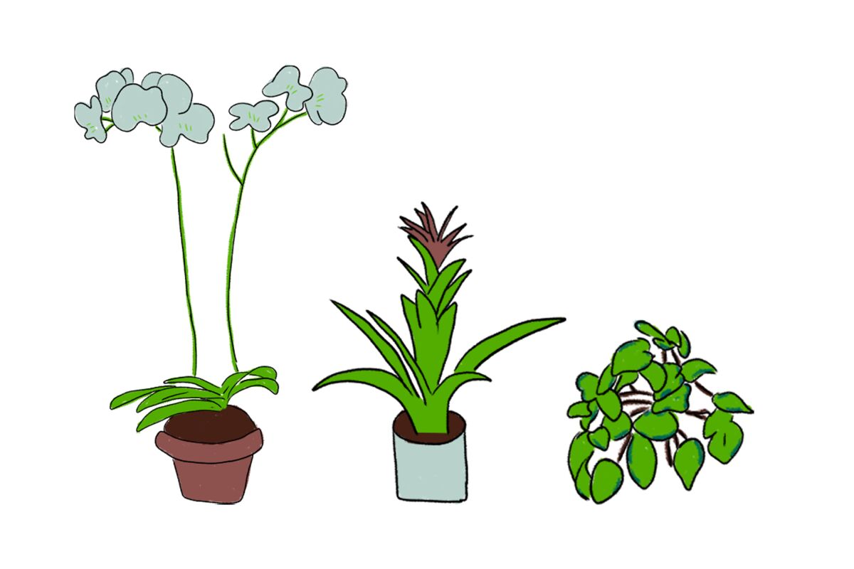 Illustration of Garden Marcus and his favorite plants 