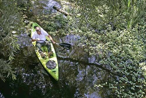 Tim Williams, of Gatorland in Orlando, Fla., cruises a swampy area of Lake Machado in August, searching for Reggie. The lake has been fenced off to protect people, particularly children, and pets from the reptile, but even in Florida alligator attacks are rare.
