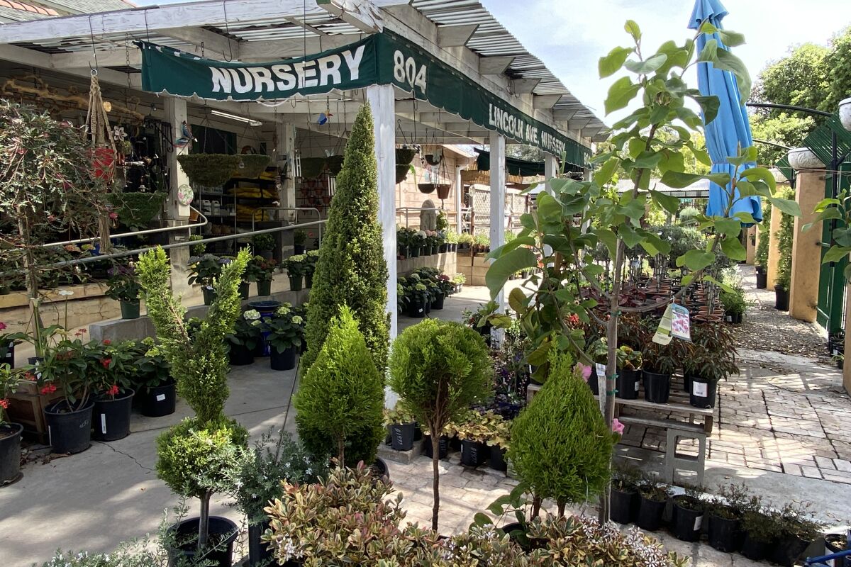 Un patio lleno de plantas.