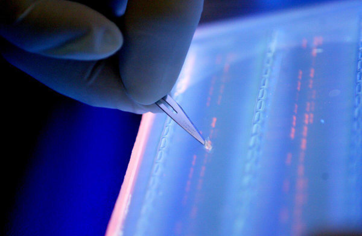 A lab technician cuts a DNA fragment under ultraviolet light.