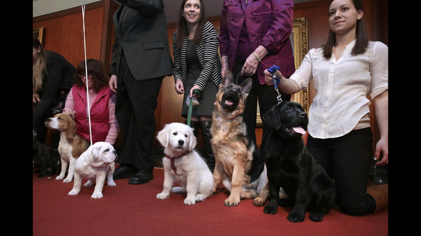 Dogs representing the most popular breeds in the U.S. attend a news conference at the American Kennel Club in New York on Thursday. The top 10: Labrador retriever, German shepherd, golden retriever, bulldog, beagle, Yorkshire terrier, poodle, boxer, French bulldog and Rottweiler.