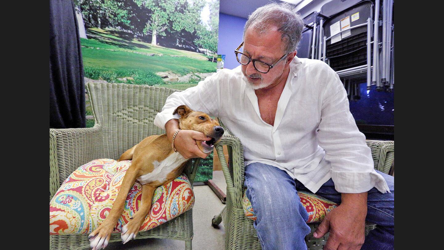 Photo Gallery: Burbank Animal Shelter participates in August 19 lower cost pet adoption fees