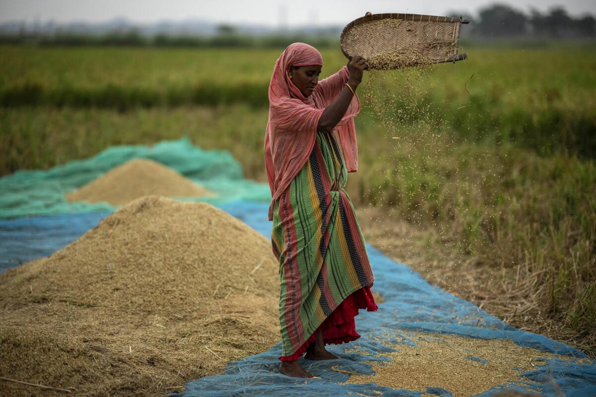 Una agricultora deja caer una cosecha de arroz mientras trabaja en un arrozal en las afueras de Guwahati, India