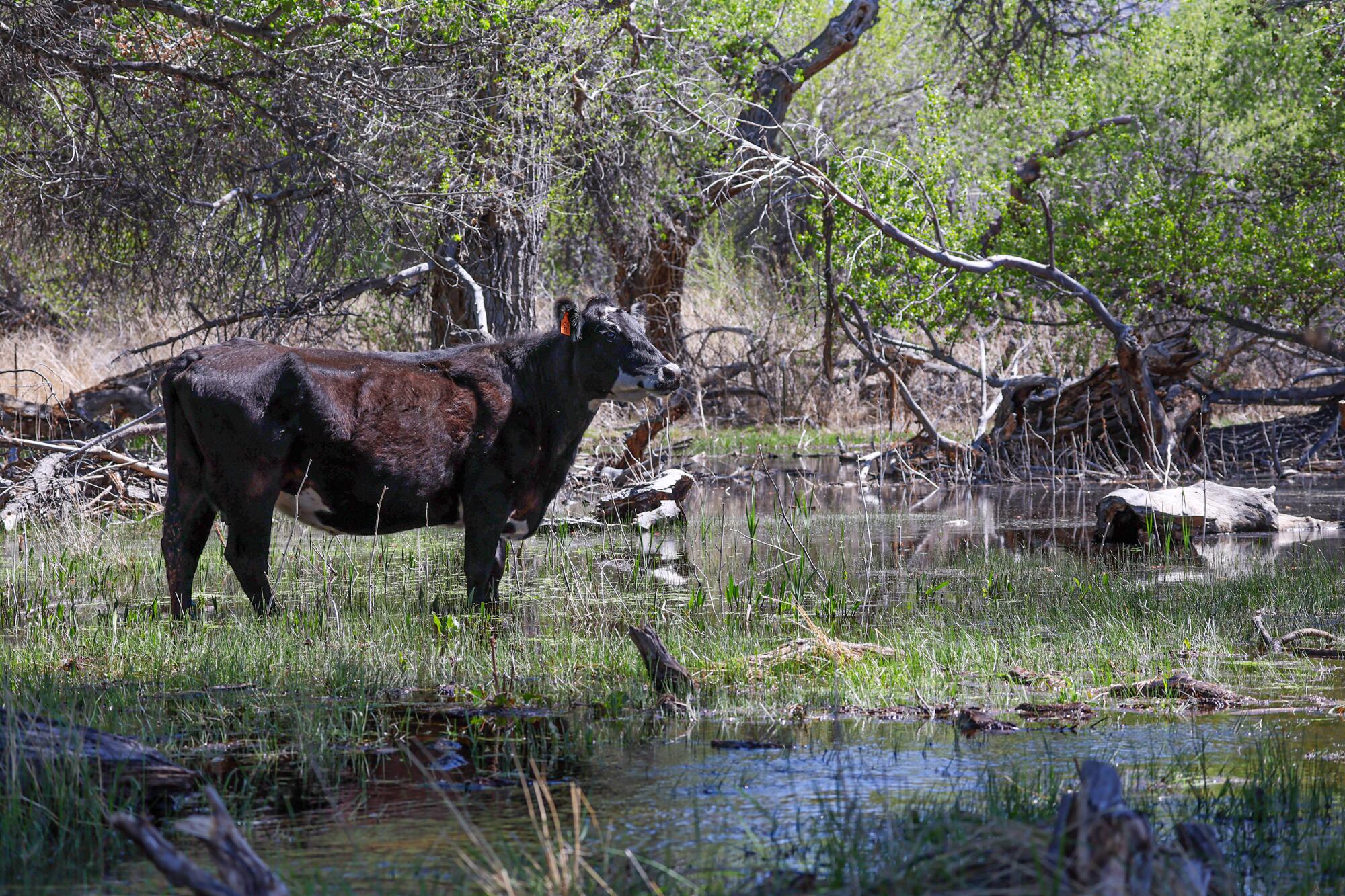 Cattle graze at the Kern River Preserve.