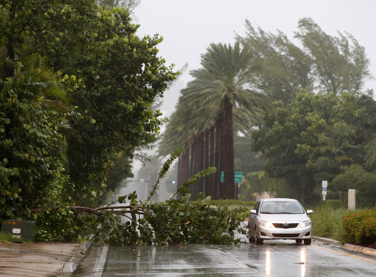 A car drives around a tree downed by winds from Hurricane Irma on Sept. 9, 2017, in Golden Beach, Fla.