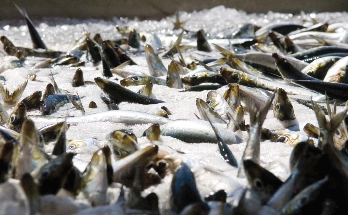 Freshly caught sardines await sorting in an Oregon plant in this 2007 file photo. The current West Coast sardine fishing season has been shut down, just days after next season was called off.