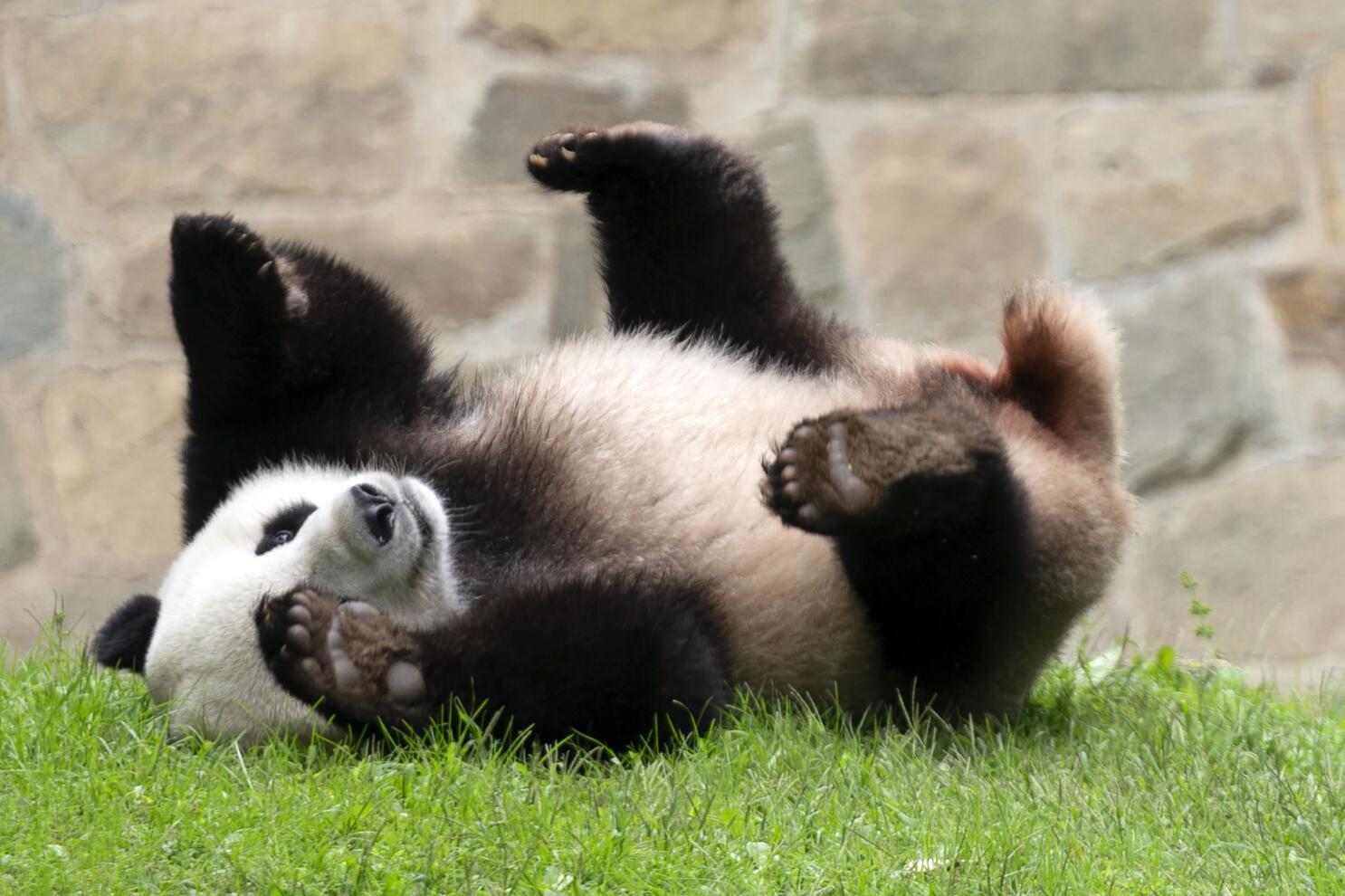 Giant panda guide: why they're threatened, how they raise young