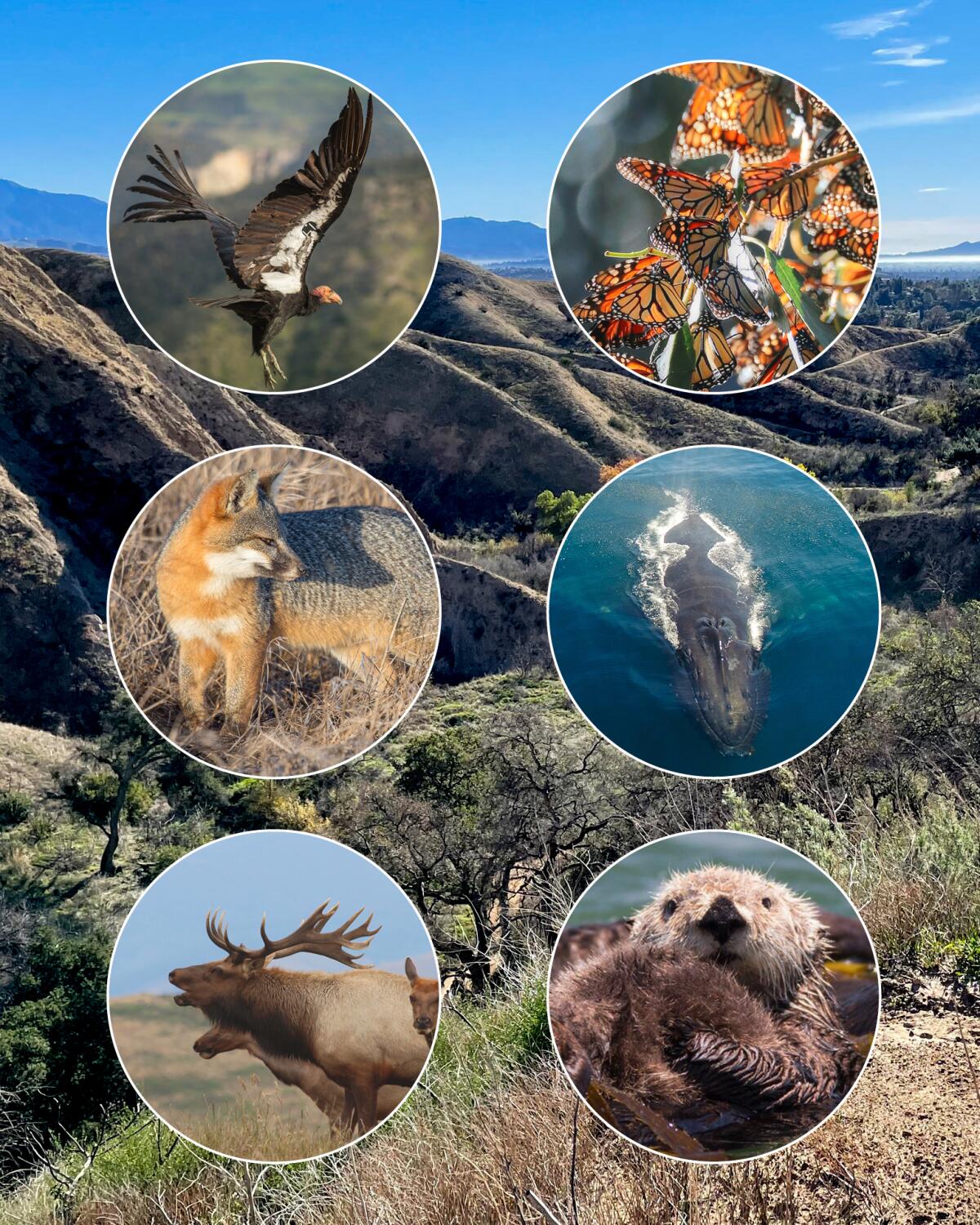 Photo montage of Los Angeles wildlife framed in circles over background of LA landscape