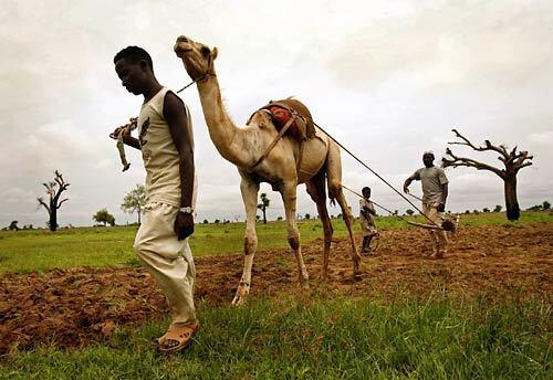 Darfur village springs back to life