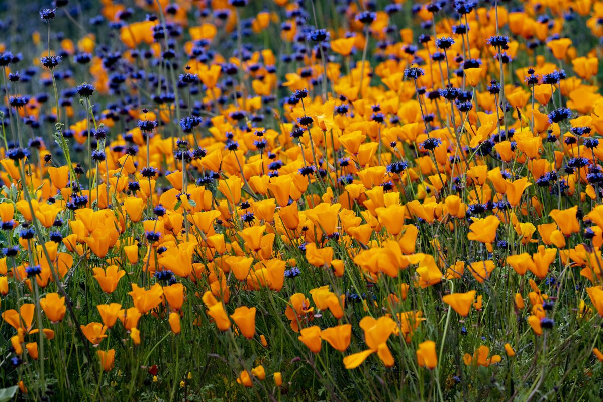 Orange and purple flowers compete for space in Walker Canyon.