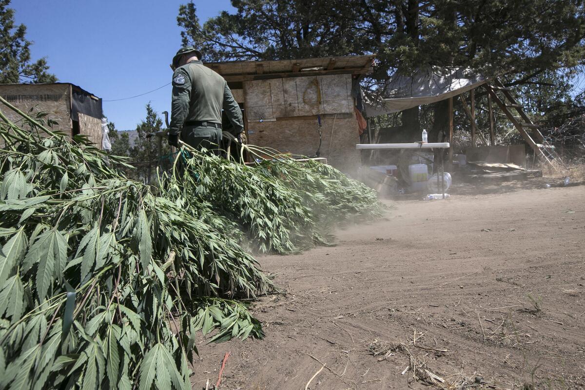 The Siskiyou County Sheriff Marijuana Eradication Team raids a pot farm on a Hmong-owned property near Dorris. These farms often feature makeshift shacks used for storage and living. This grow is owned by Hmong farmers.