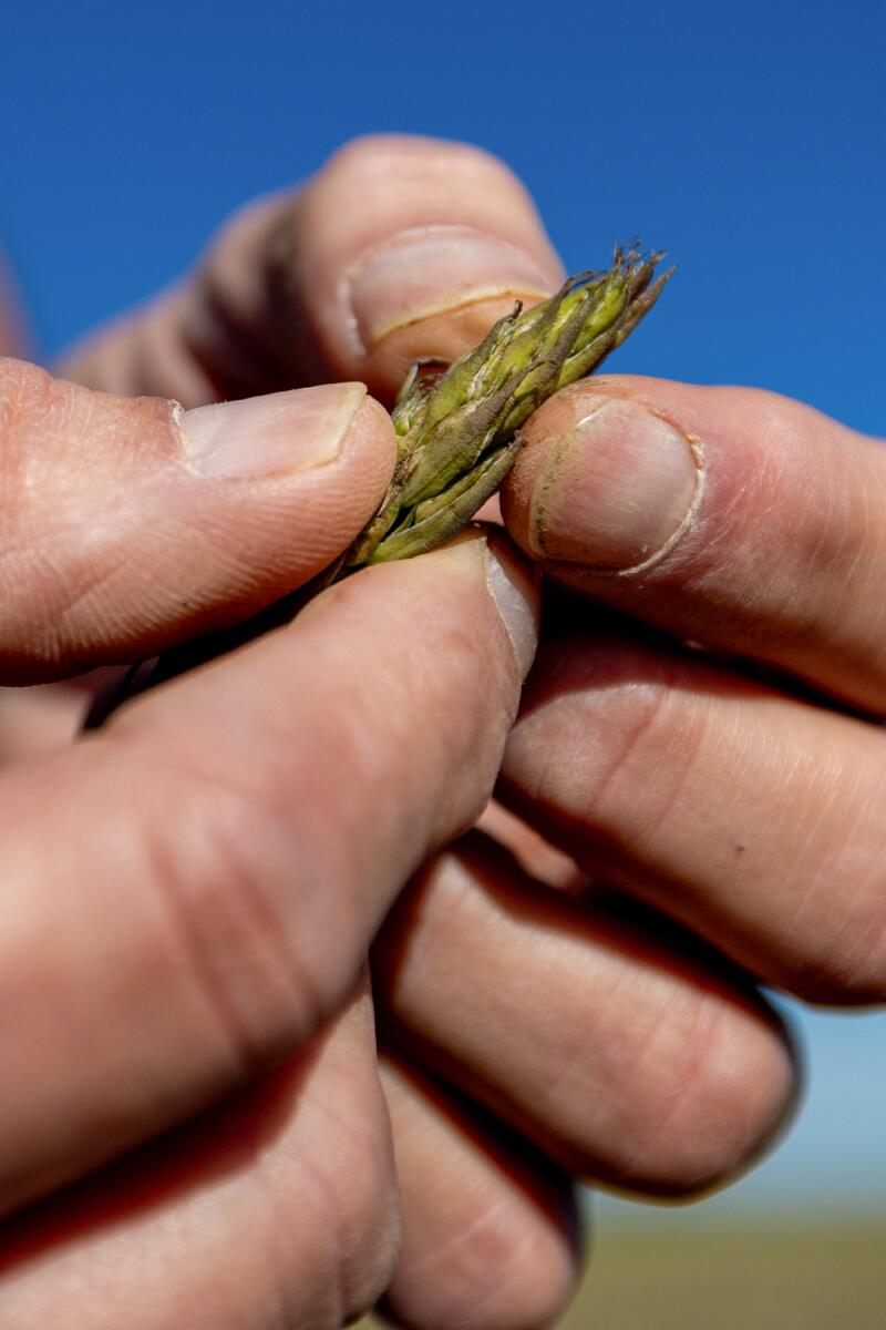 A close up of a man's fingers holding an asparagus stalk.