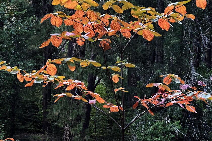 Some Pacific Dogwood leaves are starting to turn from green to red as temperatures drop at night in Yosemite Valley, in Yosemite National Park on Sunday Oct. 9, 2022.