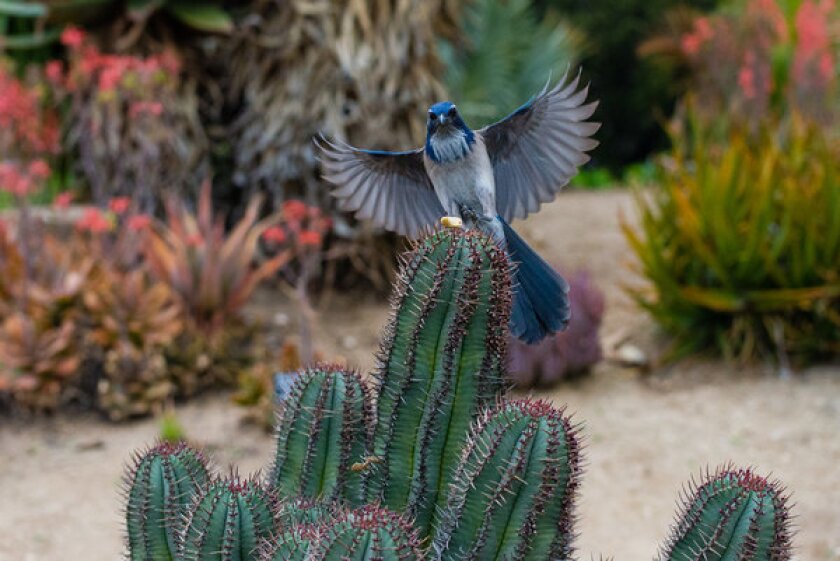 Western scrub jays, like this one at the Los Angeles County Arboretum & Botanic Garden, are among the species threatened by global warming.